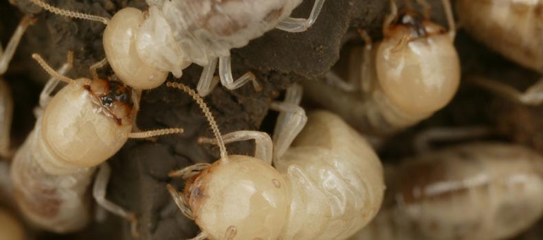 Termite and WDO home inspection services from Comprehensive Professional Inspections